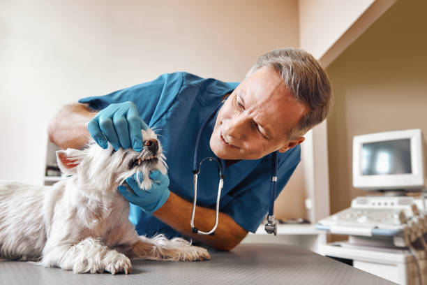 Best Emergency Root Canal Treatment in Fowler, MI